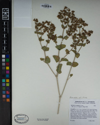 Mirabilis laevis image