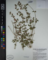 Mirabilis laevis image