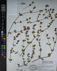 Mirabilis laevis var. crassifolia image