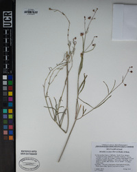 Mirabilis coccinea image