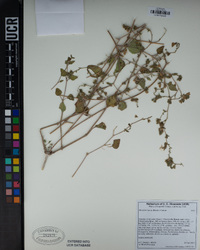 Mirabilis laevis var. villosa image