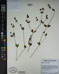 Mirabilis laevis image