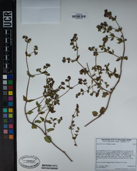 Mirabilis laevis var. crassifolia image