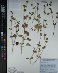 Mirabilis laevis image