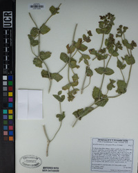 Mirabilis laevis var. crassifolia image