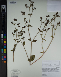 Mirabilis laevis var. crassifolia image