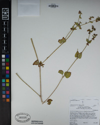 Mirabilis laevis image