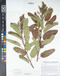 Malosma laurina image