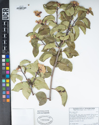 Rhus ovata image