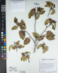 Rhus ovata image