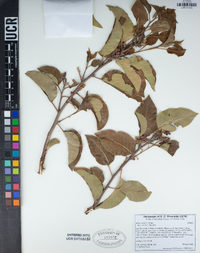 Rhus ovata image