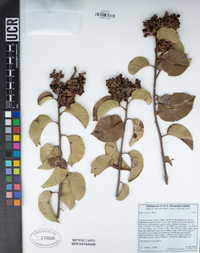 Rhus ovata image