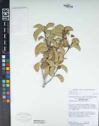 Rhus ovata image