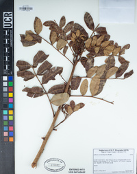 Schinus terebinthifolius image