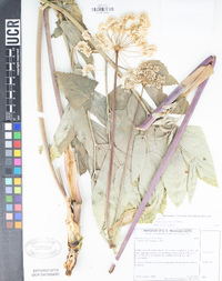 Angelica tomentosa image