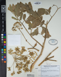 Angelica tomentosa image