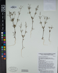 Apiastrum angustifolium image