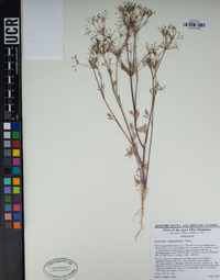 Apiastrum angustifolium image