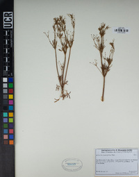 Apiastrum angustifolium image