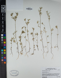 Apiastrum angustifolium image