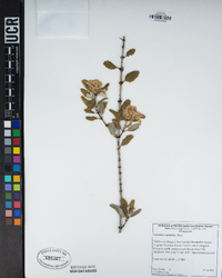 Ceanothus crassifolius image