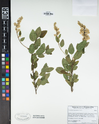 Ceanothus integerrimus image