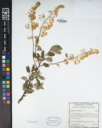 Ceanothus integerrimus image