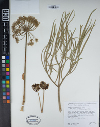 Angelica lineariloba image