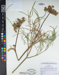 Angelica lineariloba image