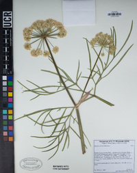 Angelica lineariloba image