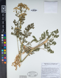 Conium maculatum image