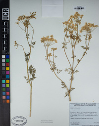 Conium maculatum image