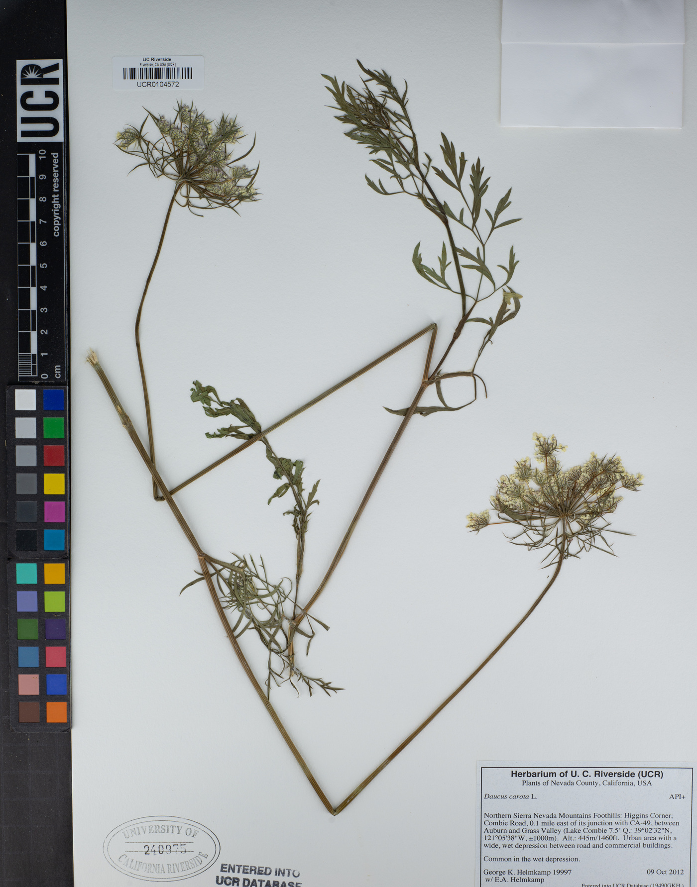 Daucus carota image