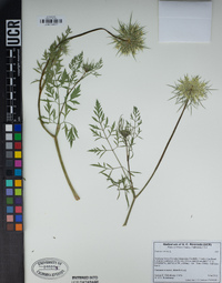 Daucus carota image