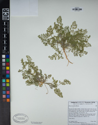 Daucus pusillus image