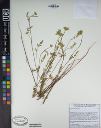 Daucus pusillus image