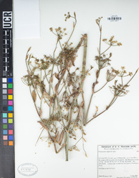 Foeniculum vulgare image