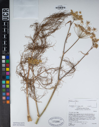 Foeniculum vulgare image