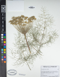 Foeniculum vulgare image