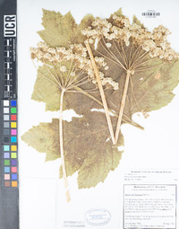 Heracleum maximum image