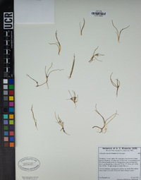 Lilaeopsis masonii image