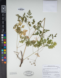 Ligusticum apiifolium image