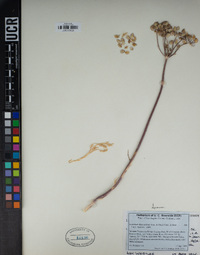 Lomatium dasycarpum image