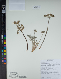 Lomatium dasycarpum image