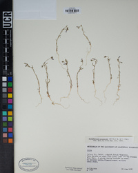 Allophyllum gilioides image