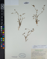 Allophyllum gilioides subsp. violaceum image