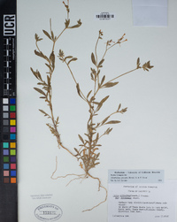 Allophyllum gilioides image