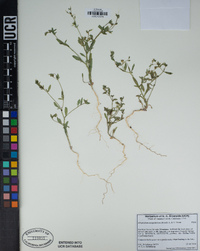 Allophyllum integrifolium image