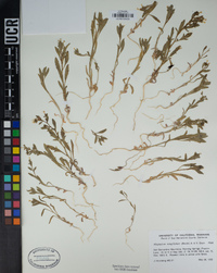 Allophyllum integrifolium image