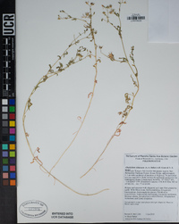 Allophyllum violaceum image